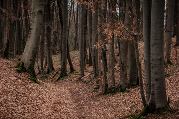 Wald im März in Franken, Bayern in Deutschland - 769742308