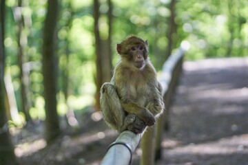 Curious brown-furred monkey perched on a wooden rail surrounded by a lush, wooded area.