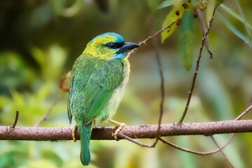 Fototapeta premium Golden-naped barbet perched on a brown tree branch with lush green foliage in the background