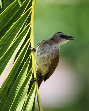 Yellow-vented bulbul (Pycnonotus goiavier) perched atop a large green palm tree leaf