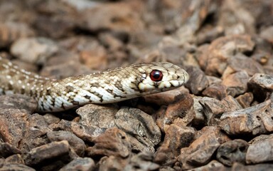 Of a juvenile mole snake on a rocky surface