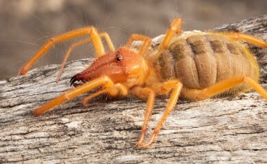 Closeup of a camel spider on a branch of a tree