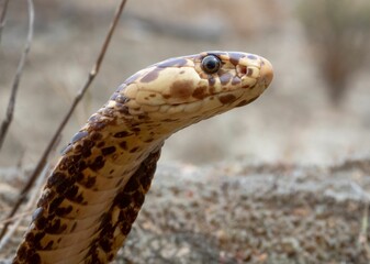 Close-up shot of a Cape Cobra a dangerously venomous snake species from Southern Africa