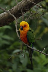 Stock image captures a colorful parrot perched atop a branch in a natural outdoor setting