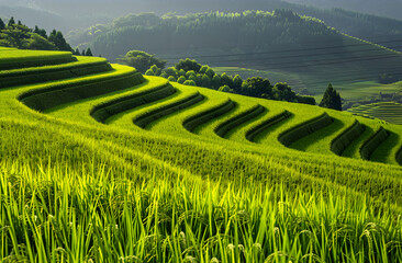 Landscape with rice field. Eco friendly farming concept and rice cultivation. Asian rice field terraces in mountains landscape.