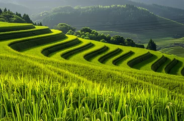 Gordijnen Landscape with rice field. Eco friendly farming concept and rice cultivation. Asian rice field terraces in mountains landscape. © Alexey
