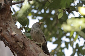 Closeup of a small jungle babbler bird perched on the tree branch on the backdrop of lush foliage