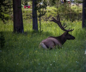 Scenic view of a brown elk lying in green grass
