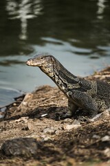 Wild water monitor lizard basking in its natural habitat near a body of water.