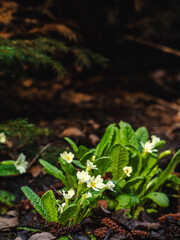SPRING