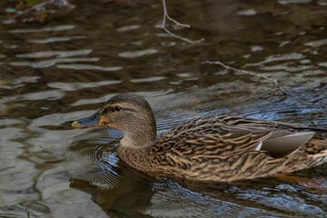 A cute Duck in the Water in Southern Germany