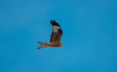 Red kite (Milvus) flying in the sky with its wings spread out