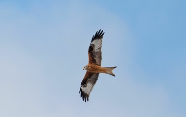 Red kite (Milvus) flying in the sky with its wings spread out