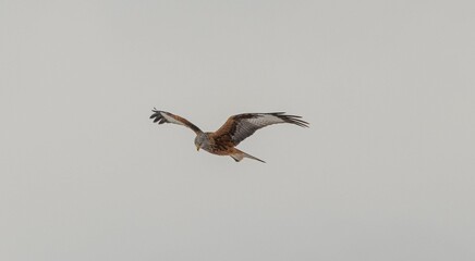 Red Kite bird flying through the sky on a gray day