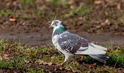 Pigeon perched on the ground outside by grass and soil