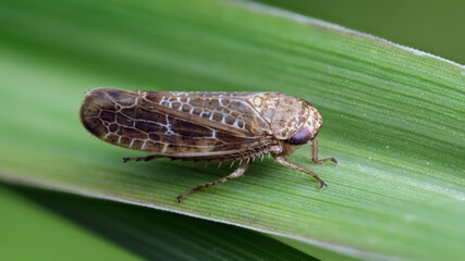 Wiesenkleezirpe - Euscelis incisus