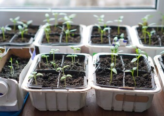 seedlings growing in a greenhouse