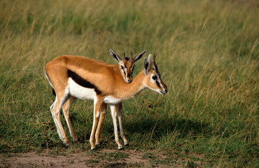 Naklejka na ściany i meble Gazelle de Thomson, femelle et jeune, Gazella leucoceros, Kenya