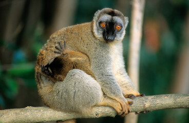 Lémurien fauve à front roux, femelle et jeune, eulemur fulvus rufus, Madagascar