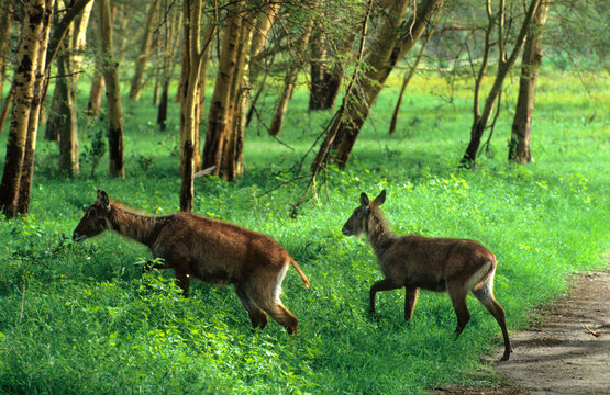 Cobe defassa, Kobus defassa, Femelle et jeune, Parc national de Nakuru, Kenya