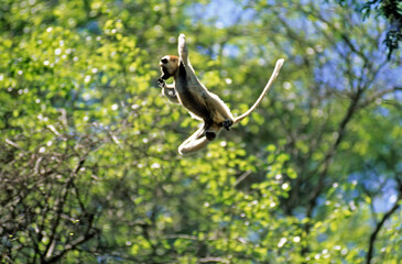 Lémurien, Propithéque de Vérreaux, Propithecus verreauxi, Madagascar