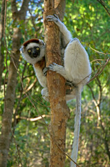 Lémurien, Propithéque de Vérreaux, Propithecus verreauxi, Madagascar