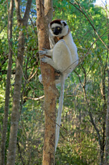 Obraz premium Lémurien, Propithéque de Vérreaux, Propithecus verreauxi, Madagascar