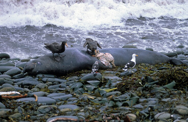 Pétrel géant, éléphant de mer mort, Macronectes giganteus, Southern Giant Petrel, Goéland dominicain,.Larus dominicanus, Kelp Gull,  Iles Falkland, Malouines