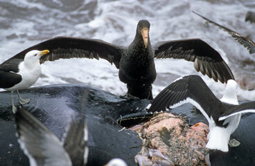 Pétrel géant, éléphant de mer mort, Macronectes giganteus, Southern Giant Petrel, Goéland...
