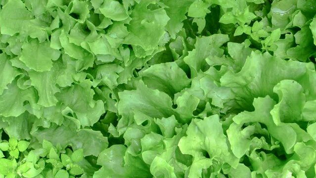 Fresh and Crisp Lettuce: A vibrant, appetizing image of lettuce showcasing its lush green color and irresistible freshness.