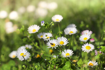 Fototapeta premium daisies in the grass