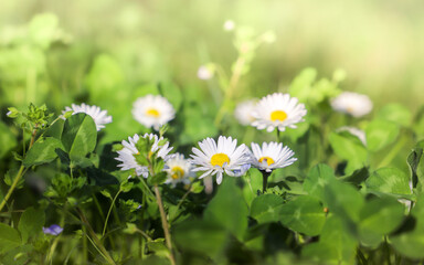 Daisy flowers on green grass, close up. Floral background