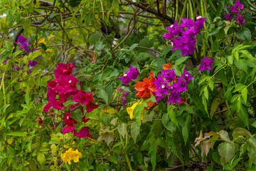 Colorful flowers in Nassau.