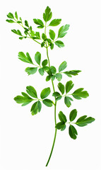Obraz premium Fresh green leaves branch isolated on white, Suitable for botanical designs