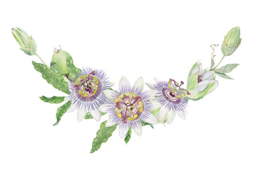 Passion flower hand painted watercolor floral illustration. Purple and green Passiflora...