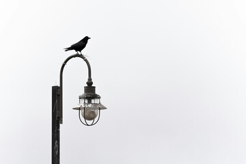 black bird sitting in street lamp on a white background