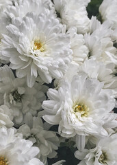 White chrysanthemums flowers in full frame