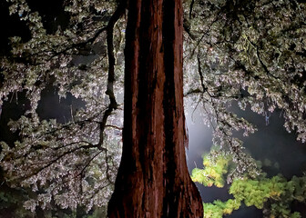 Large, wet tree silhouetted by a single street lamp with bokeh in a moody image