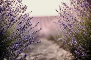  Blooming lavender field. Beautiful purple flowers. Regional organic cultivation. © svetograph