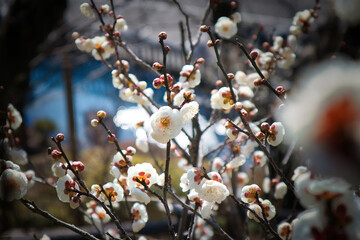 3月のふわっとした可愛い白い梅の花