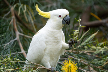 Cockatoo on Magnetic Island, Australia