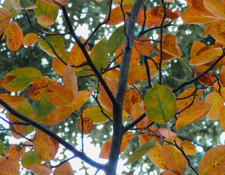 Vue d'en bas de feuilles d'automne d'une branche d'arbre 