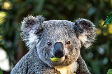 Close-up of a koala with eucaluptus in NSW, Australia © Nadine Wagner