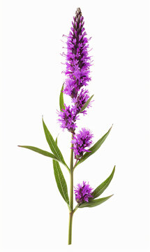 Purple liatris flower isolated on white background, Perfect for Poster, Greeting Cards, Pattern Designs and background