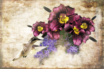 Hummingbird and Burgundy Daylilies