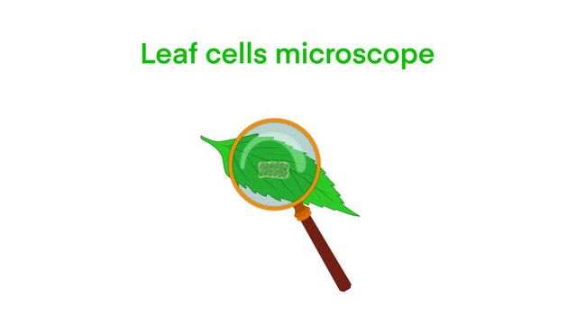 Leaf cells microscope magnification, plant leaf microscopic structure, Water plant leaf cells with chloroplasts, chlorophyll or chloroplast biotech, biological sun panels for electricity production 