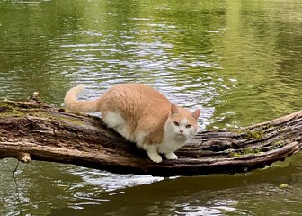 Red and white cat sits on a tree above the water