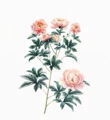 Gardinen Vibrant red peonies with lush green leaves isolated on white backdrop © MAJGraphics