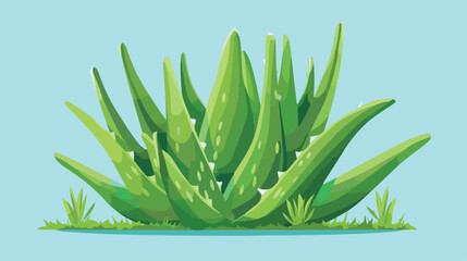 Aloe Vera Succulent Plant with Thick Leaves as Medi