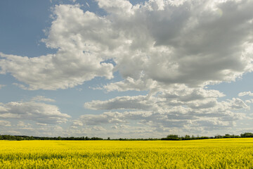 Saskatchewan Cloudscape with a Blooming Canola Field